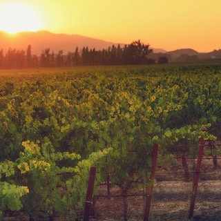 A nice grape vineyard in California under the sunset